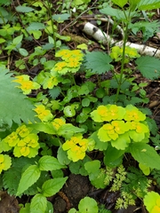 Chrysosplenium alternifolium