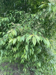 Prunus