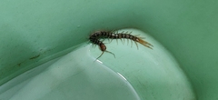 Scolopendra morsitans