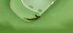 Scolopendra morsitans