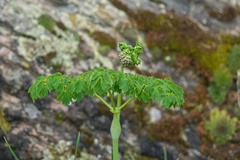 Thalictrum aquilegiifolium