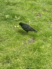 Sturnus vulgaris