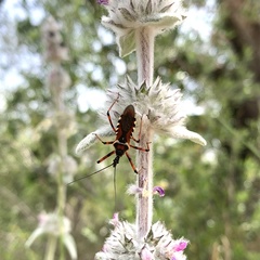 Rhynocoris punctiventris
