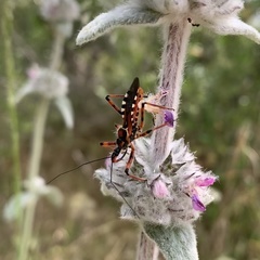 Rhynocoris punctiventris