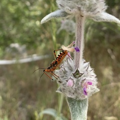 Rhynocoris punctiventris