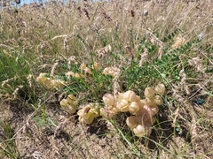 Astragalus physodes