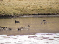 Fulica cornuta