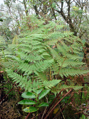 Hypolepis dicksonioides