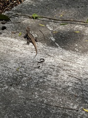 Sceloporus variabilis