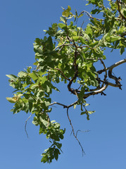 Corymbia confertiflora