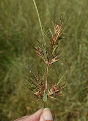 Themeda quadrivalvis