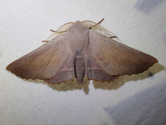 Monoctenia smerintharia