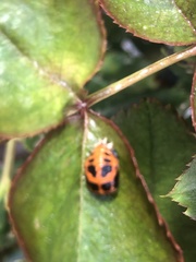Harmonia axyridis