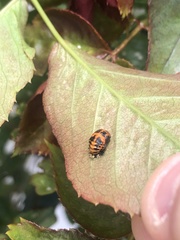 Harmonia axyridis