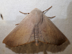 Monoctenia smerintharia