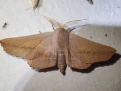 Monoctenia smerintharia