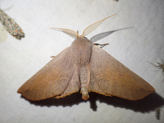 Monoctenia smerintharia