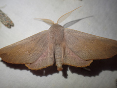 Monoctenia smerintharia