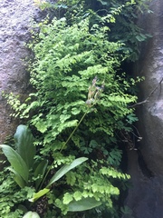 Primula pauciflora zionensis