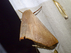 Monoctenia smerintharia