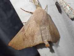 Monoctenia smerintharia