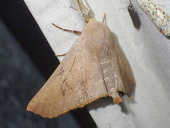 Monoctenia smerintharia