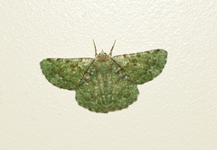 Aeolochroma viridicata