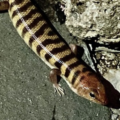 Eremiascincus richardsonii