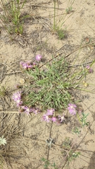 Psephellus turgaicus