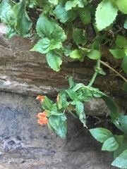 Erythranthe verbenacea