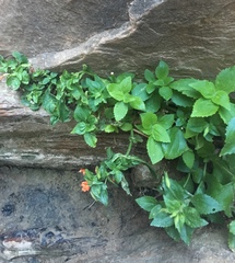 Erythranthe verbenacea