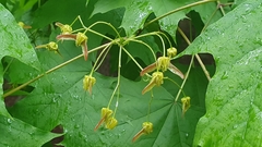 Acer platanoides