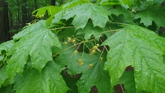 Acer platanoides