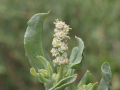 Atriplex pentandra