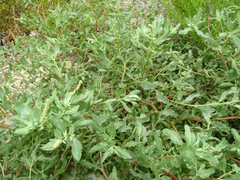 Atriplex pentandra