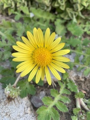 Asteraceae