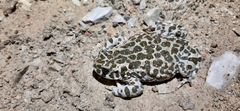 Bufotes viridis viridis
