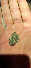 Bufotes viridis viridis