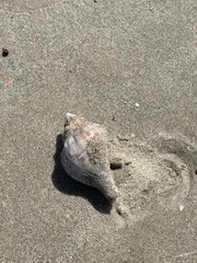 Stramonita canaliculata
