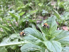 Eucera longicornis