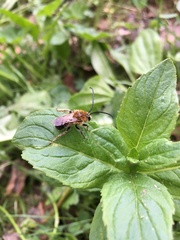 Eucera longicornis