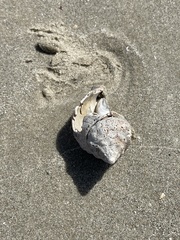 Stramonita canaliculata