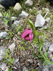 Cypripedium tibeticum