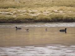 Fulica cornuta