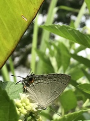 Tajuria cippus maxentius