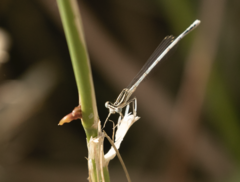 Platycnemis pennipes