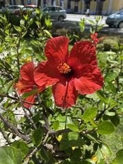 Hibiscus rosa-sinensis