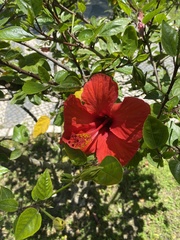 Hibiscus rosa-sinensis