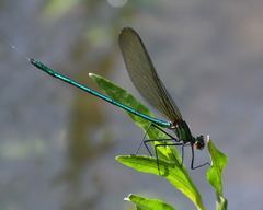 Calopteryx angustipennis