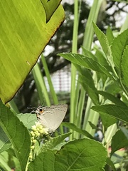 Tajuria cippus maxentius